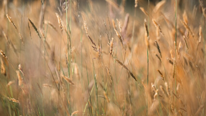 Obraz premium grass in the wind