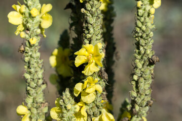 Yellow mullein flowers closeup selective focus