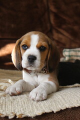 beagle puppy laying on the floor