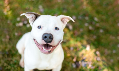 A white Pit Bull Terrier mixed breed dog with a happy expression