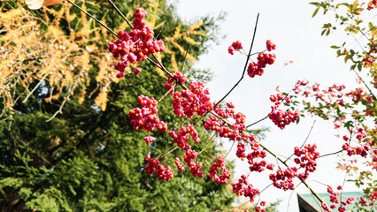 Fototapete bei efototapeten.de bestellen   