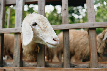 A goat looking out of a wooden fence in a pen with trees in the background