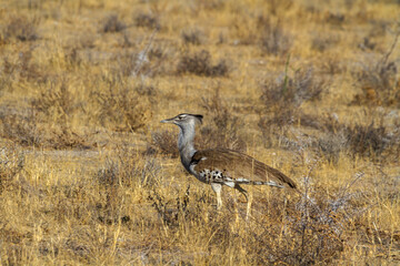 Riesentrappe - Ardeotis Koris, Afrikas schwerster flugfähiger Vogel