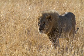 Löwe (Panthera leo) im  Etosha Nationalpark