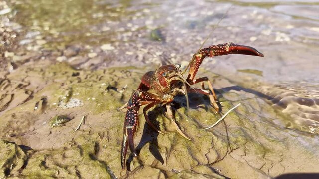 A Louisiana crayfish (Procambarus clarkii), invasive in Europe, raises its claws defensively, showcasing its bright red body and aggressive stance. Check my portfolio for similar crayfish footage.