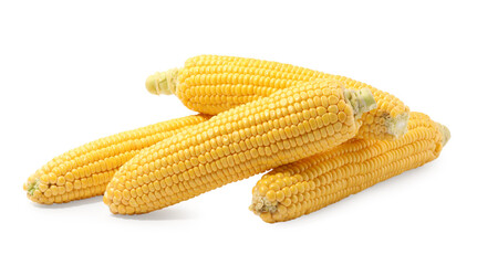 Many fresh ripe corncobs isolated on white