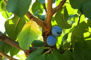 Ripe plums growing on tree in garden