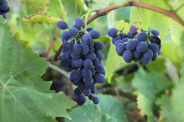 Ripe juicy grapes growing in vineyard outdoors, closeup