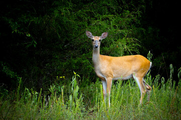 Adult female deer doe with golden brown fur coat standing in a lush green meadow just outside the woods looking directly at you.