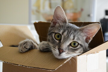 This is a cat of five month. Hi is a female. his name is Ubunta