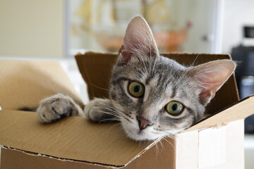 This is a cat of five month. Hi is a female. his name is Ubunta