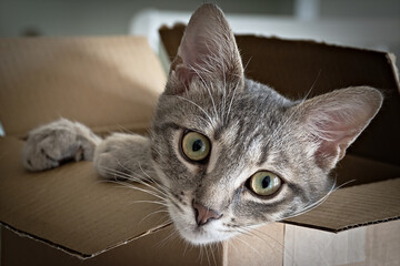 This is a cat of five month. Hi is a female. his name is Ubunta