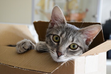 This is a cat of five month. Hi is a female. his name is Ubunta