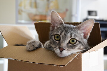 This is a cat of five month. Hi is a female. his name is Ubunta