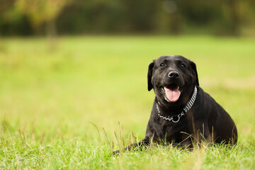 Adorable Labrador Retriever dog lying on green grass. Space for text