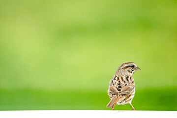 Small brown, black and white bird perched on a white fence against a blurry bokeh green background