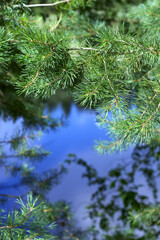pine tree branches near the blue lake in summer day time
