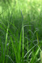 Fototapeta premium green grass in summer morning with close up