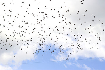 a lot of flying black birds with summer sky background