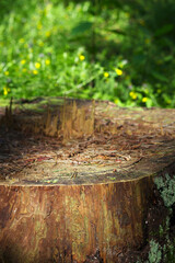 tree stump in summer forest with yellow flowers on the background