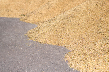 ripe grains heap after harvesting in bulk