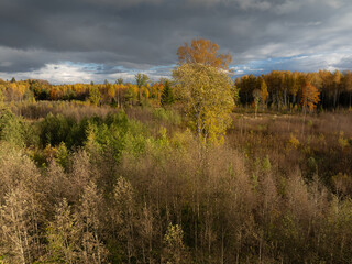 Fototapeta premium autumn landscape with trees