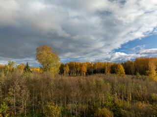 Fototapeta premium autumn landscape with trees and clouds