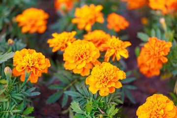 A bunch of orange flowers are in a garden
