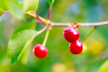 Three red cherries or cherry hanging from a tree branch