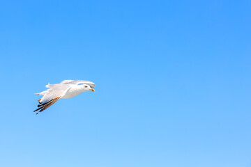 A seagull is flying in the sky above a blue sky