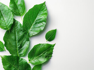 Fototapeta premium leaves in white background