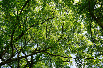西賀茂正伝寺の境内風景