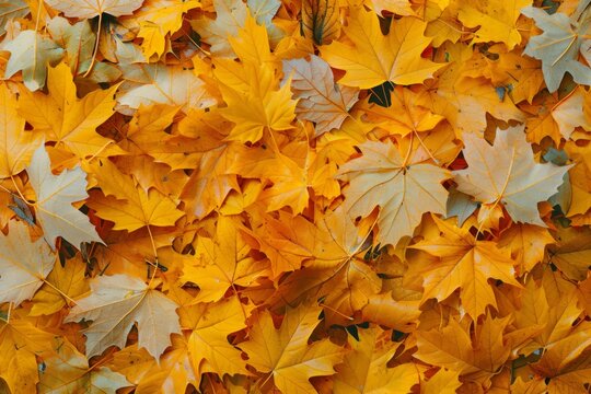 Photo of Orange autumn fallen leaves on ground. Background texture for backdrops or mapping
