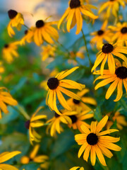yellow flowers in the garden
