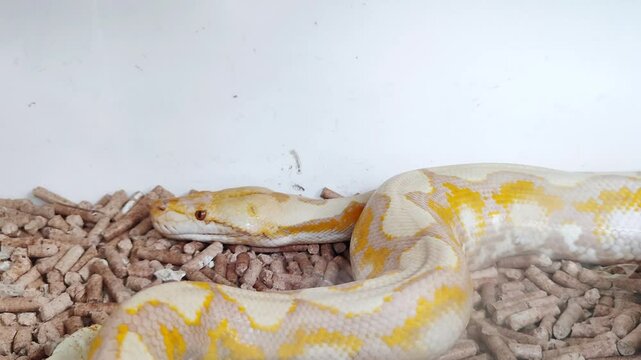 Albino python in a glass box