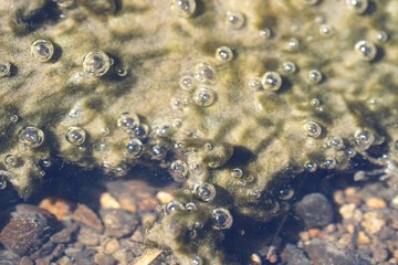 Water Bubbles in River Algae