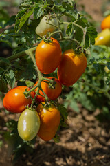 Ripe and unripe tomatoes on vine in a sunny garden close-up. Concept of organic farming, homegrown vegetables, and natural harvest