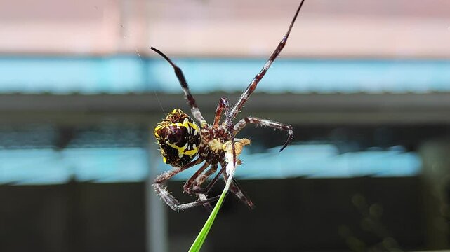Spiders are moving spinning webs 