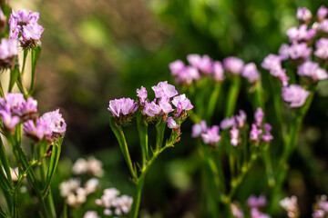Fototapeta premium Purple, pink statice flowers in an outdoor flower garden.