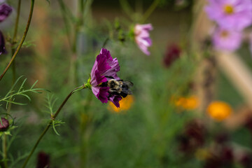 Bumblebee collecting the pollen on a dark purple cosmos flower. Outdoor flower garden.