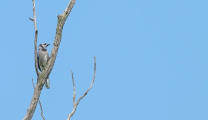 Blue jay perched on a bare branch.