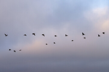 Pelicans in flight