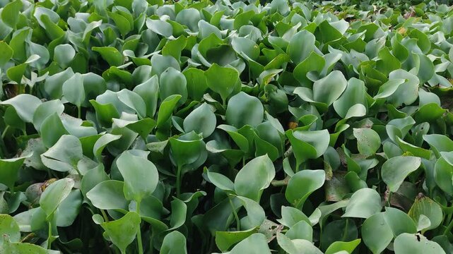 A water hyacinth taken in the morning with the right lighting with high video quality taken in Nganjuk on Thursday 17 October 2024