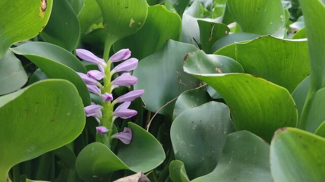 A water hyacinth taken in the morning with the right lighting with high video quality taken in Nganjuk on Thursday 17 October 2024