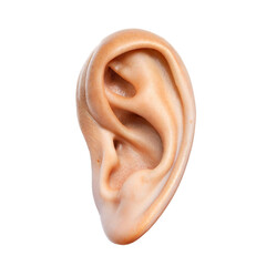 Fototapeta premium Human ear, detail, isolated on transparent or white background.