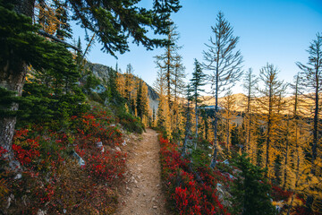 Trail with many golden larches at Grasshopper Pass during fall season, Pacific Crest Trail, North Cascades National Park, Washington. © Victoria Nefedova