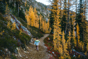 4 year old girl is hiking on the trail with many golden larches at Grasshopper Pass during fall...