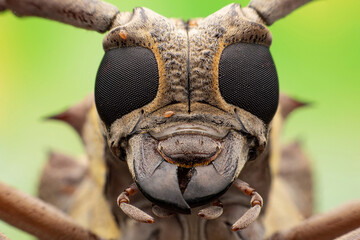 Aristobia horridula (Hope)