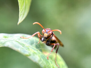 Close up of paper wasp, macro shot of wasp in green leaves