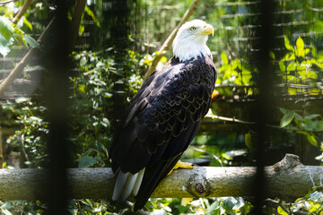 Captive American bald eagle at Dunwoody Nature Center